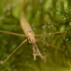 Jehlanka valcovita - Ranatra linearis - Water Stick Insect 4699